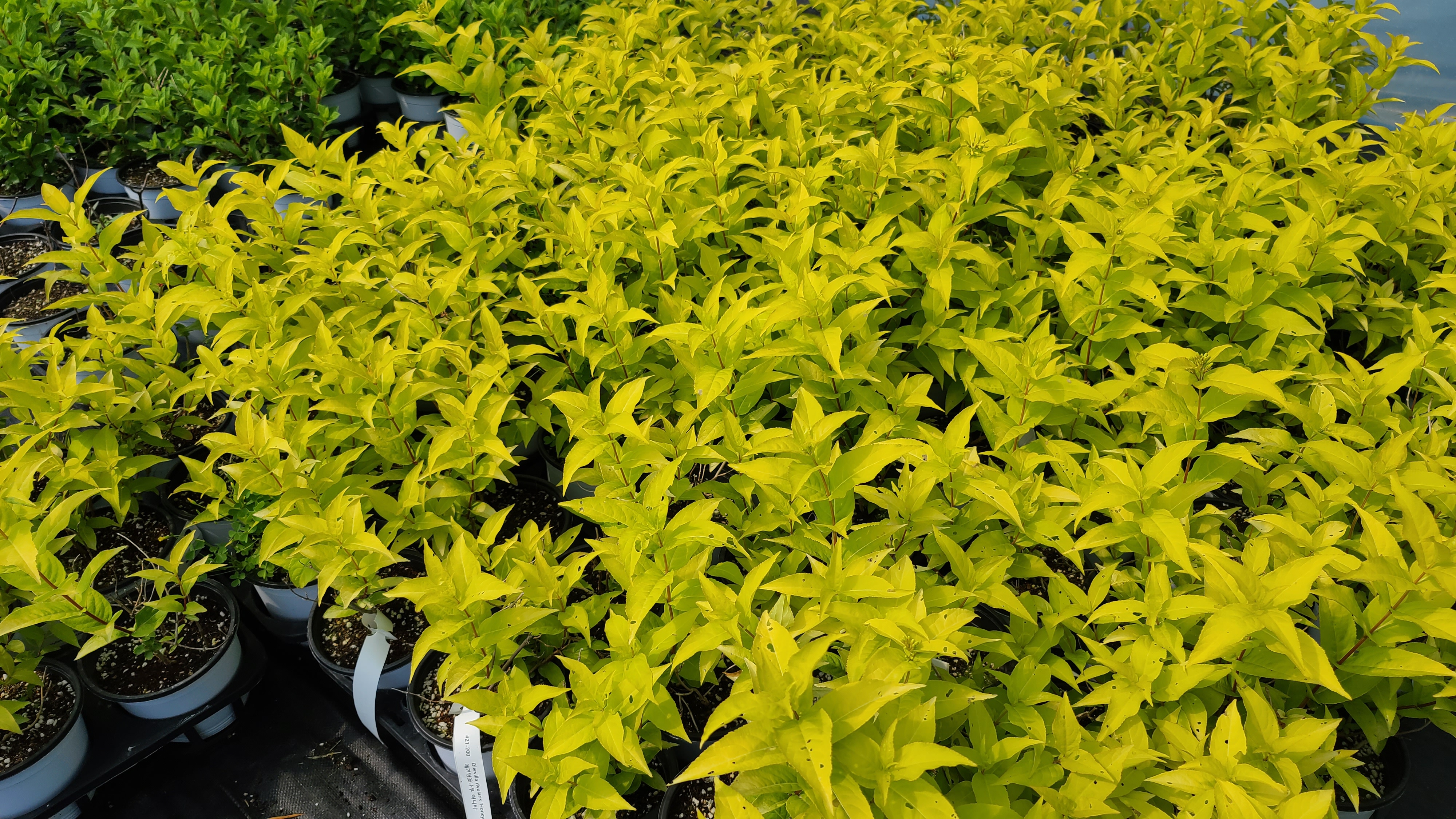 Diervilla rivularis 'Honeybee'